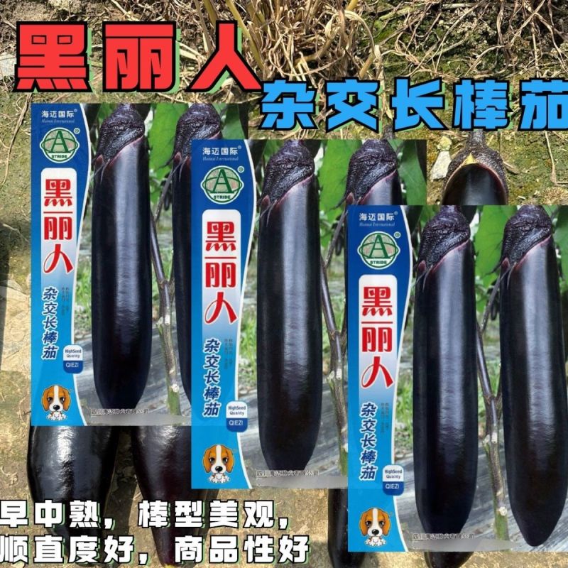 黑丽人杂交长棒茄子种子墨茄种籽棒形美观条形顺直中早熟春秋