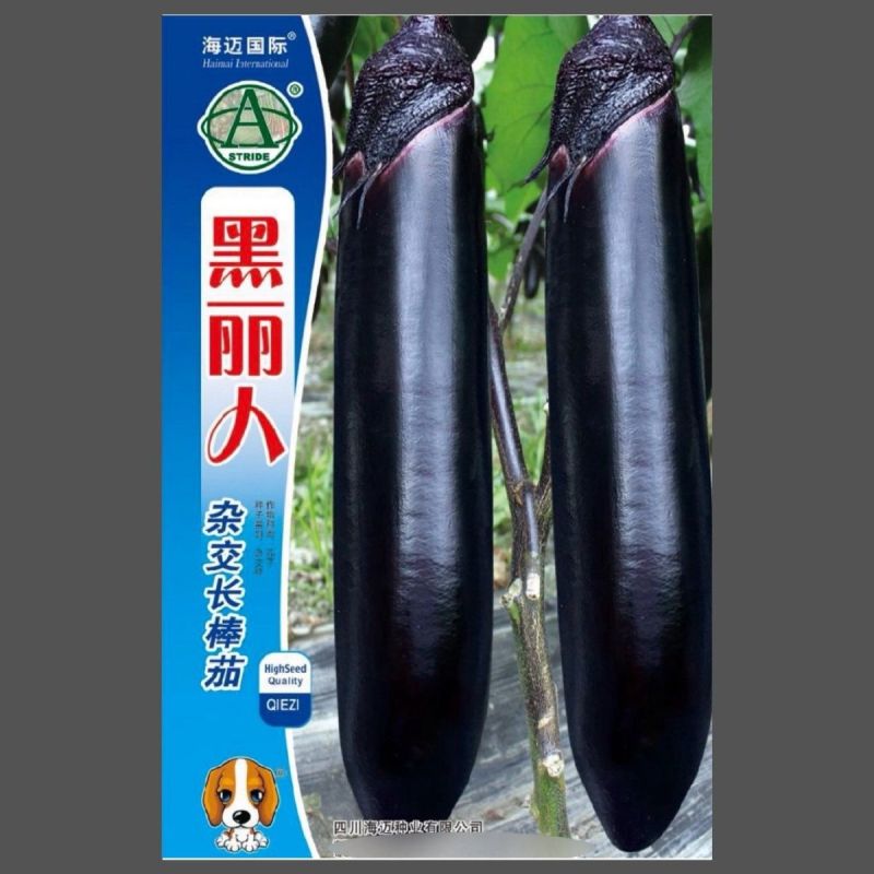 黑丽人杂交长棒茄子种子墨茄种籽棒形美观条形顺直中早熟春秋