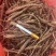 【推荐】安徽赤芍苗产地直发品质保障一手货源可看货欢迎