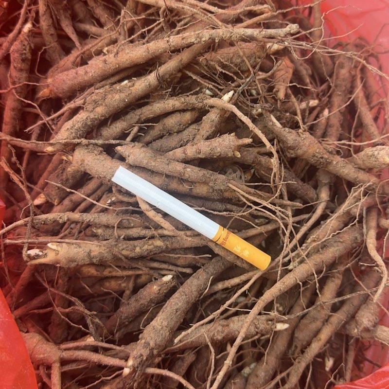 【推荐】安徽赤芍苗产地直发品质保障一手货源可看货欢迎