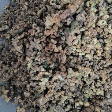 贵州深山老林野生多花倒苗姜型甜黄精