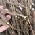 【推荐】安徽赤芍苗产地直发品质保障一手货源可看货欢迎