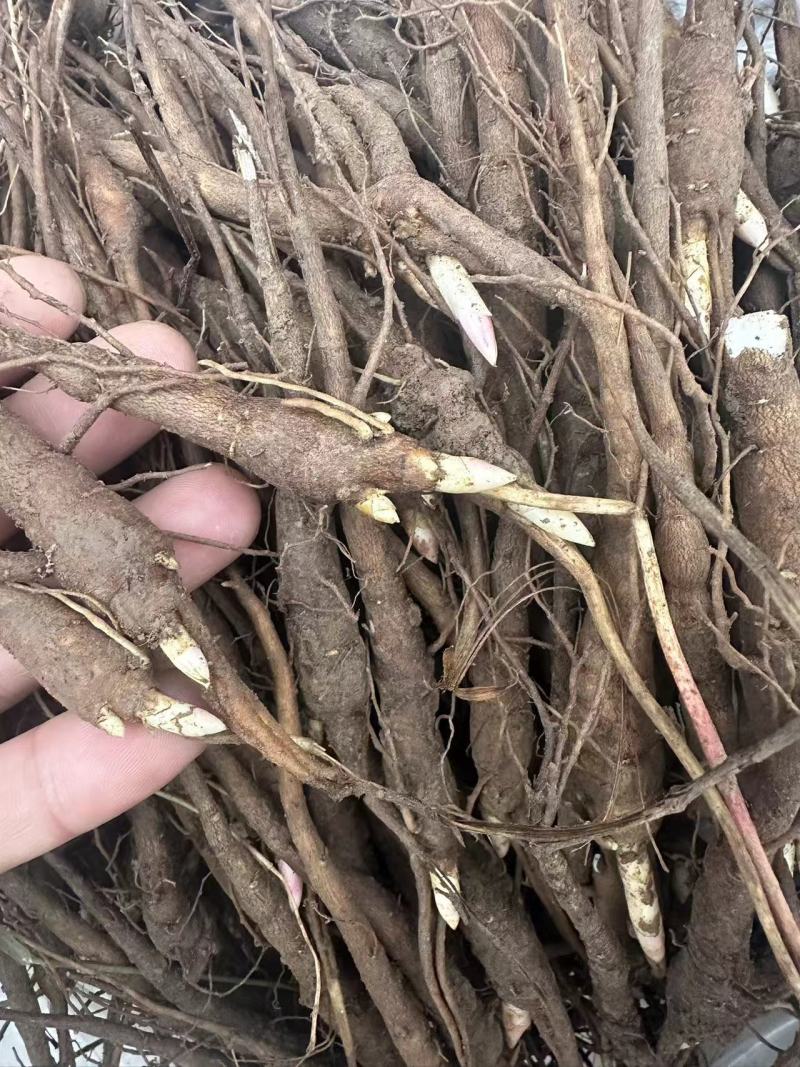【推荐】安徽赤芍苗产地直发品质保障一手货源可看货欢迎