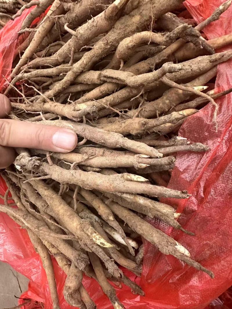 【推荐】安徽赤芍苗产地直发品质保障一手货源可看货欢迎