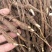 【推荐】安徽赤芍苗产地直发品质保障一手货源可看货欢迎
