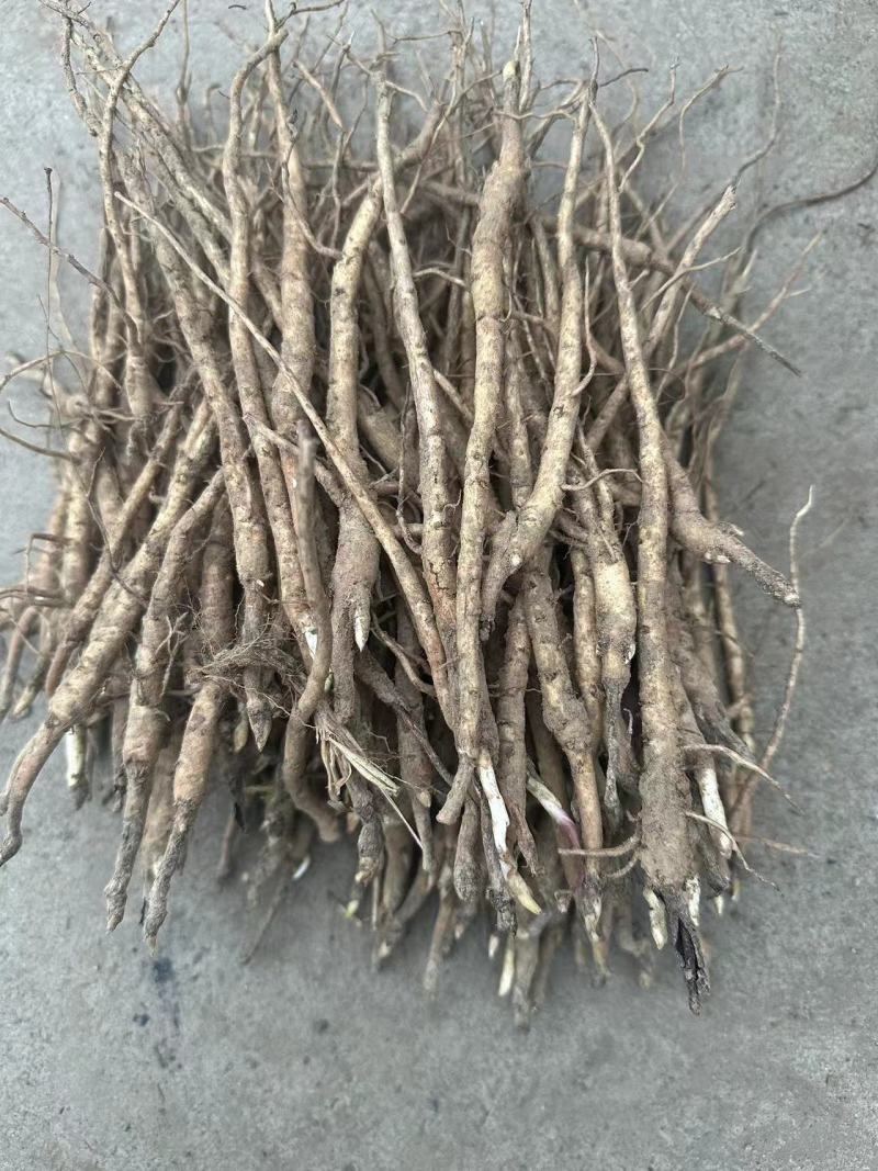 【推荐】安徽赤芍苗产地直发品质保障一手货源可看货欢迎