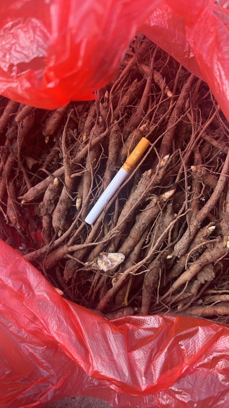 【推荐】安徽赤芍苗产地直发品质保障一手货源可看货欢迎