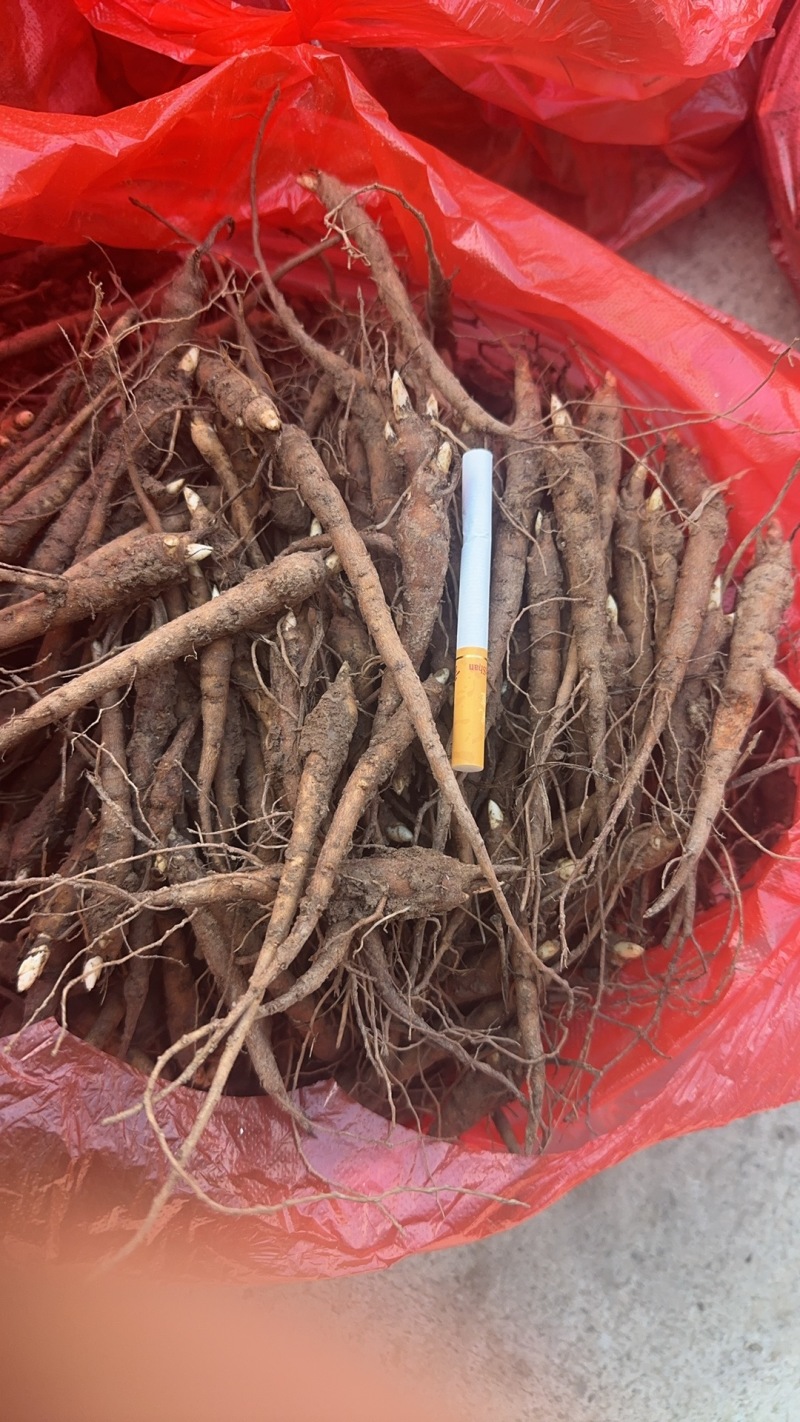 【推荐】安徽赤芍苗产地直发品质保障一手货源可看货欢迎