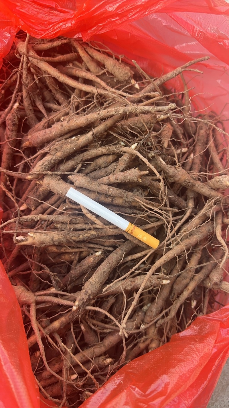 【推荐】安徽赤芍苗产地直发品质保障一手货源可看货欢迎