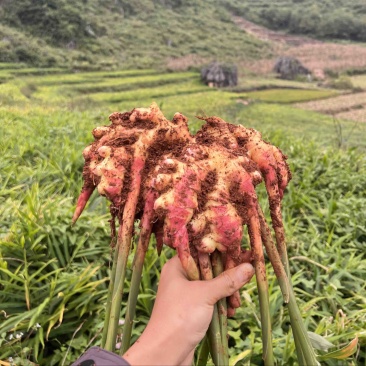 电商小黄姜二黄姜市场货