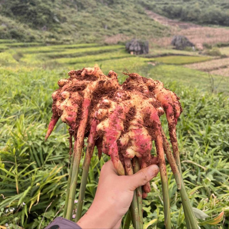 电商小黄姜二黄姜市场货
