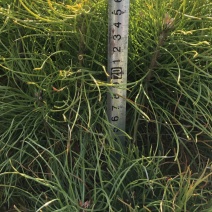 樟子松2年生换床苗，裸根，12-35厘米，