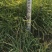 樟子松2年生换床苗，裸根，12-35厘米，