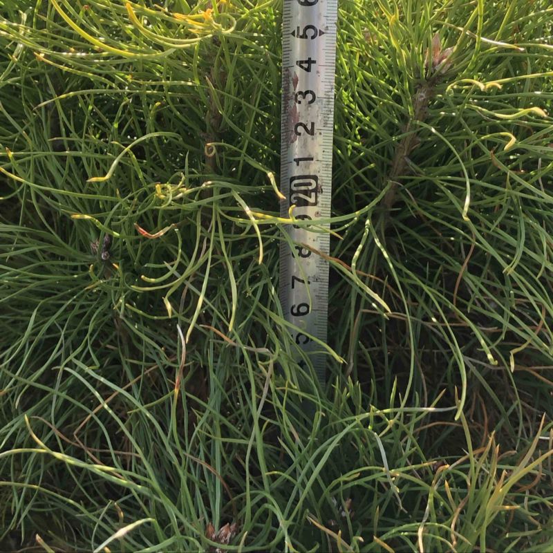 樟子松2年生换床苗，裸根，12-35厘米，