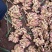 电商小黄姜二黄姜市场货