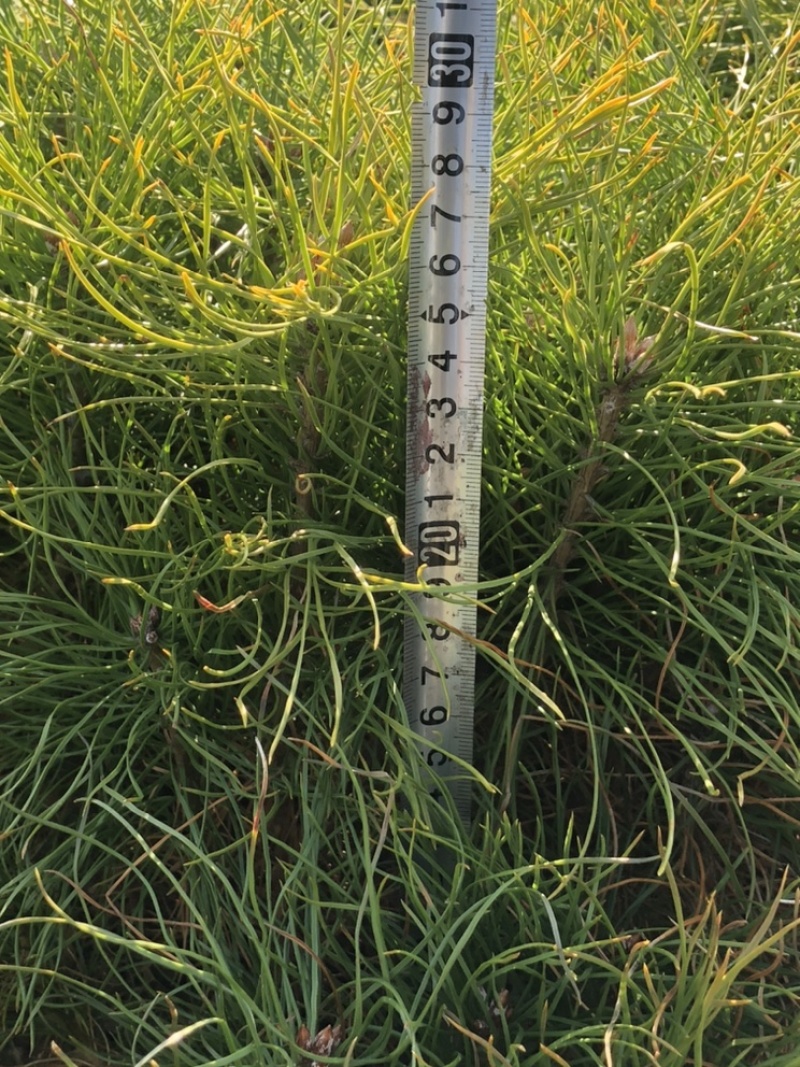 樟子松2年生换床苗，裸根，12-35厘米，