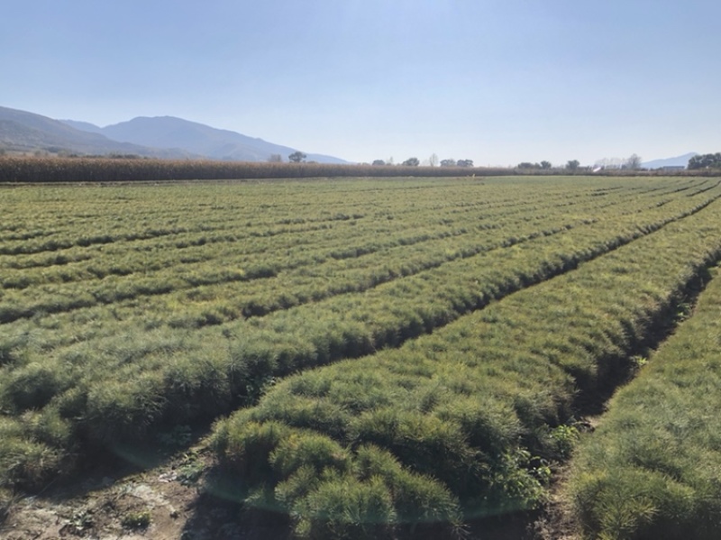 樟子松2年生换床苗，裸根，12-35厘米，