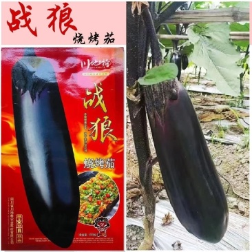 烧烤茄种子早熟紫黑发亮短粗棒型顺直茄子大田蔬菜种孑烧烤茄