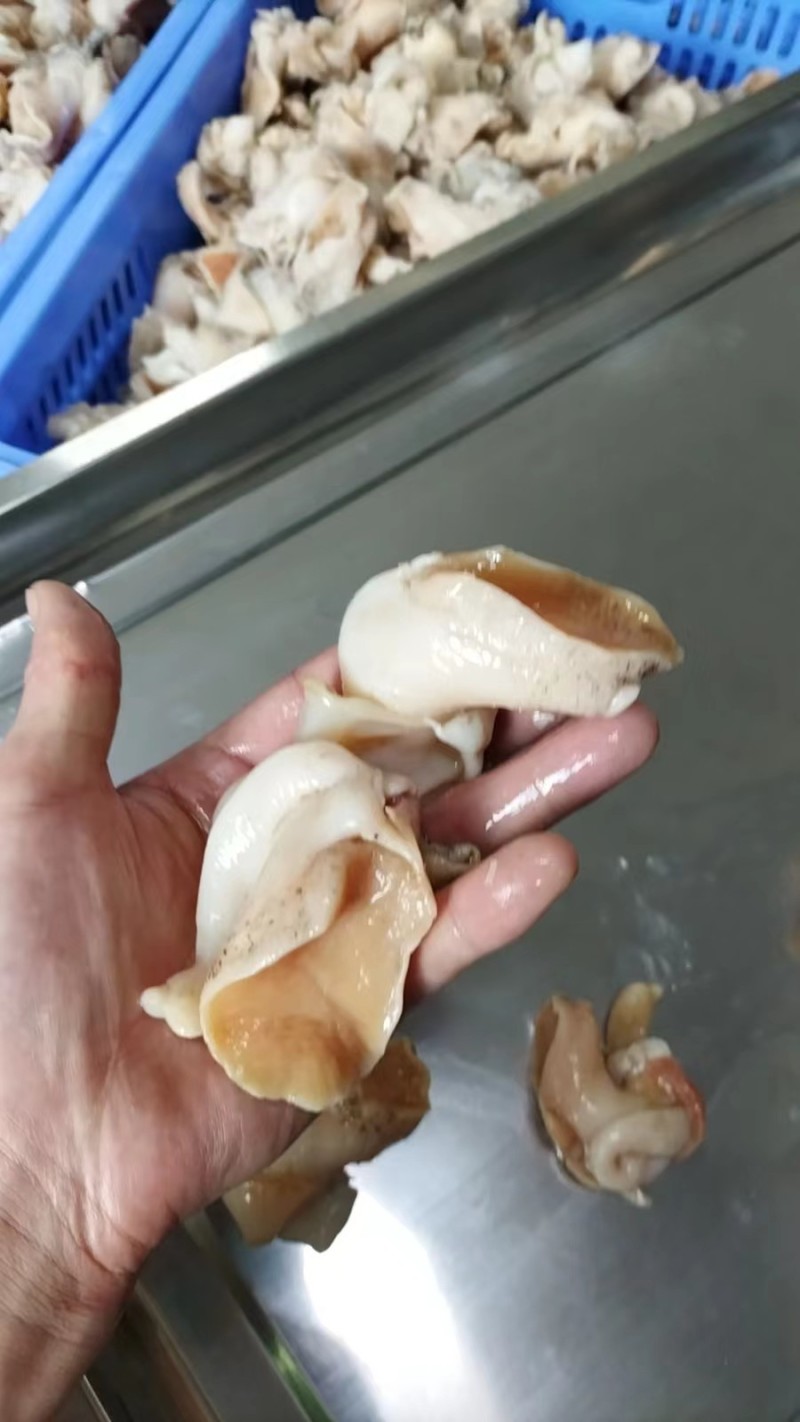 翡翠螺头白螺肉海丞相螺头海螺肉精加工螺头