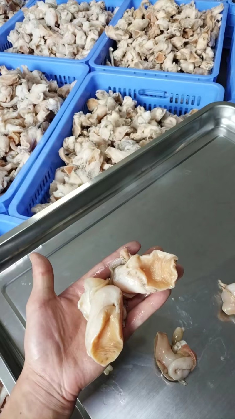 翡翠螺头白螺肉海丞相螺头海螺肉精加工螺头