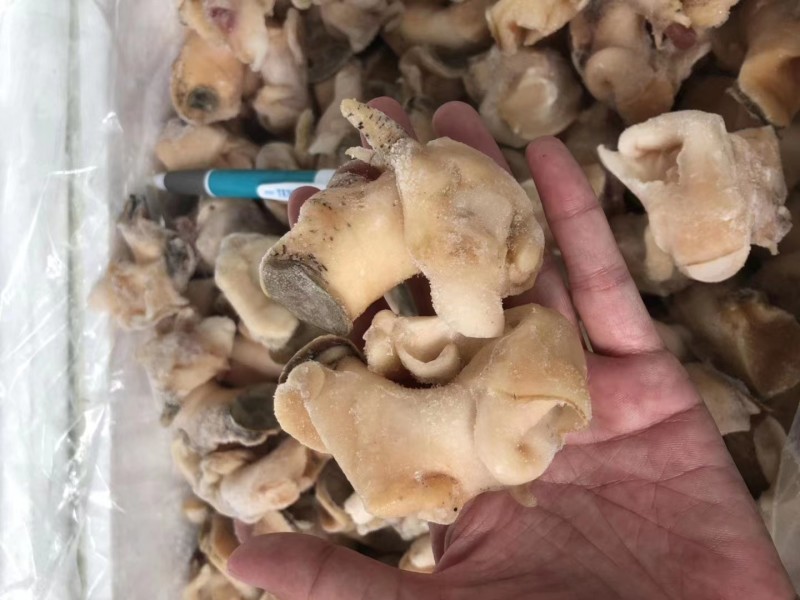 翡翠螺头白螺肉海丞相螺头海螺肉精加工螺头