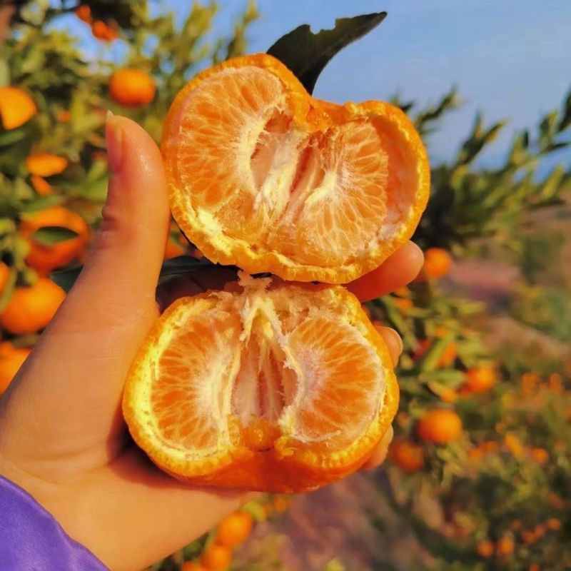 湖南椪柑品质保证规格齐全量大价优欢迎来电发全国！