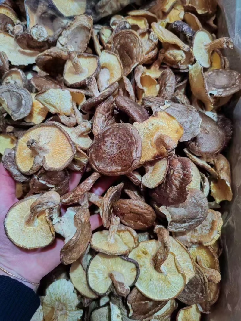 椴木香菇