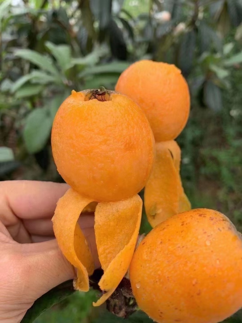 竹盐枇杷干