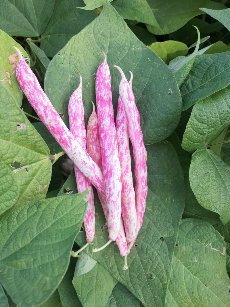 云南雀蛋豆花芸豆花豆奶花豆农家自种产地直发