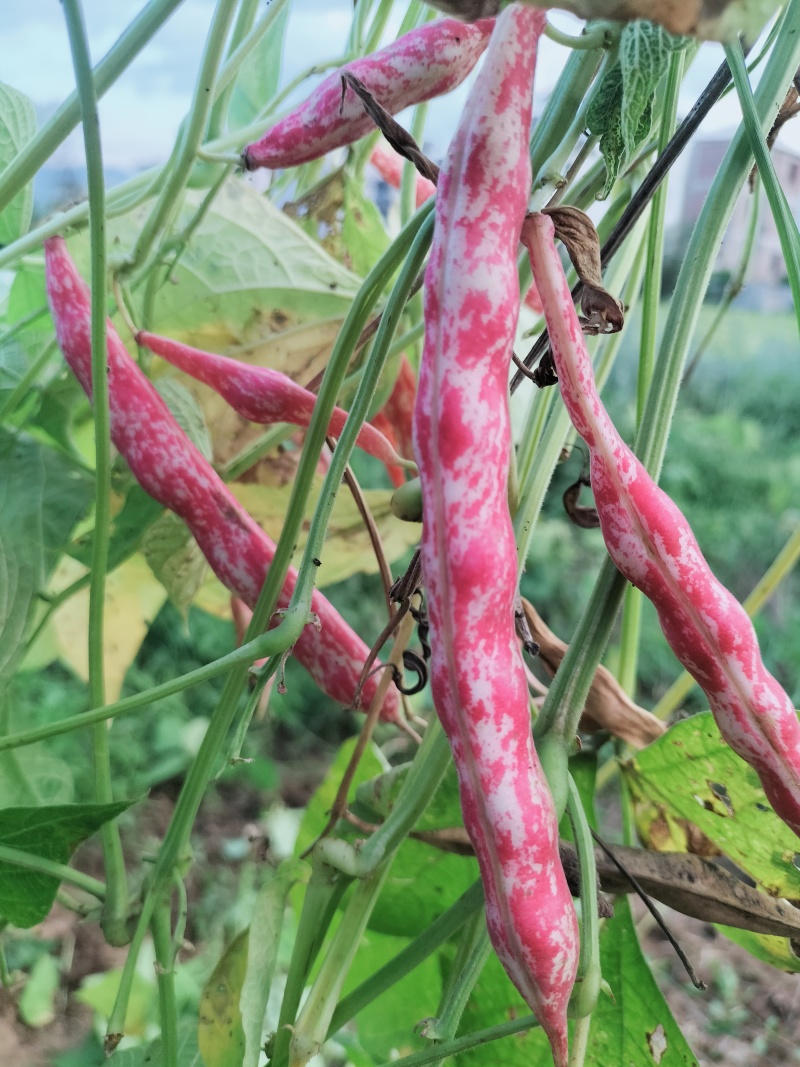 云南雀蛋豆花芸豆花豆奶花豆农家自种产地直发