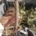 芍药，赤芍苗子大量批发零售