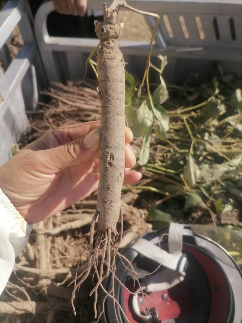 芍药，赤芍苗子大量批发零售