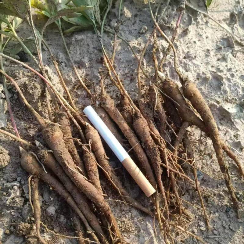 芍药，赤芍苗子大量批发零售