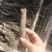 芍药，赤芍苗子大量批发零售