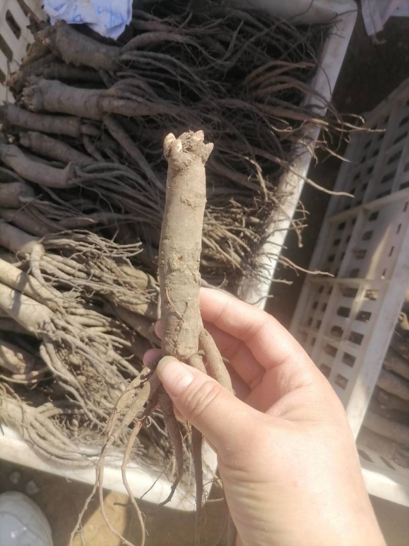 芍药，赤芍苗子大量批发零售