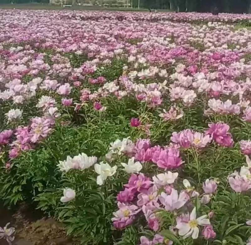 芍药，赤芍苗子大量批发零售