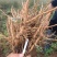 芍药，赤芍苗子大量批发零售