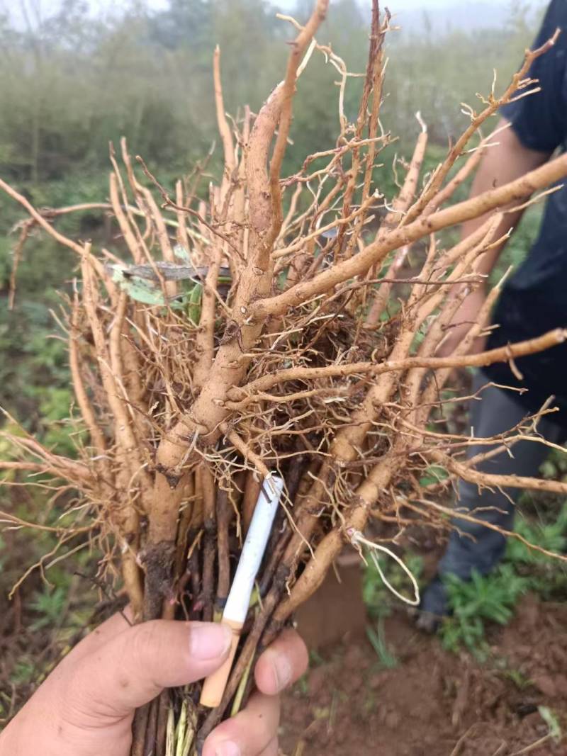 芍药，赤芍苗子大量批发零售