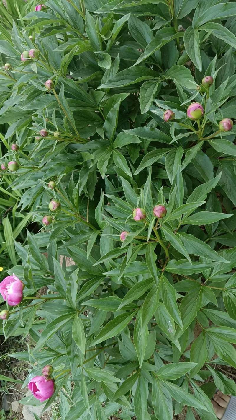 芍药，赤芍苗子大量批发零售