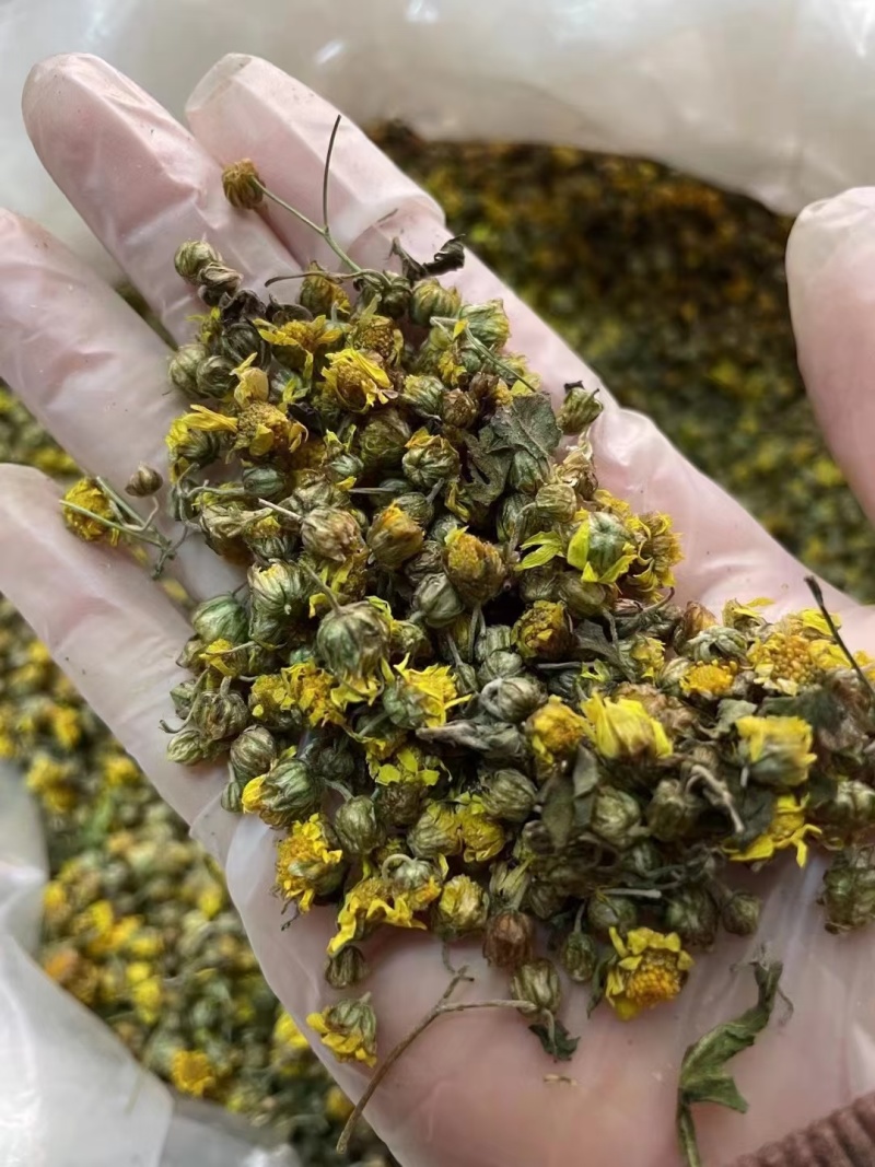 胎菊