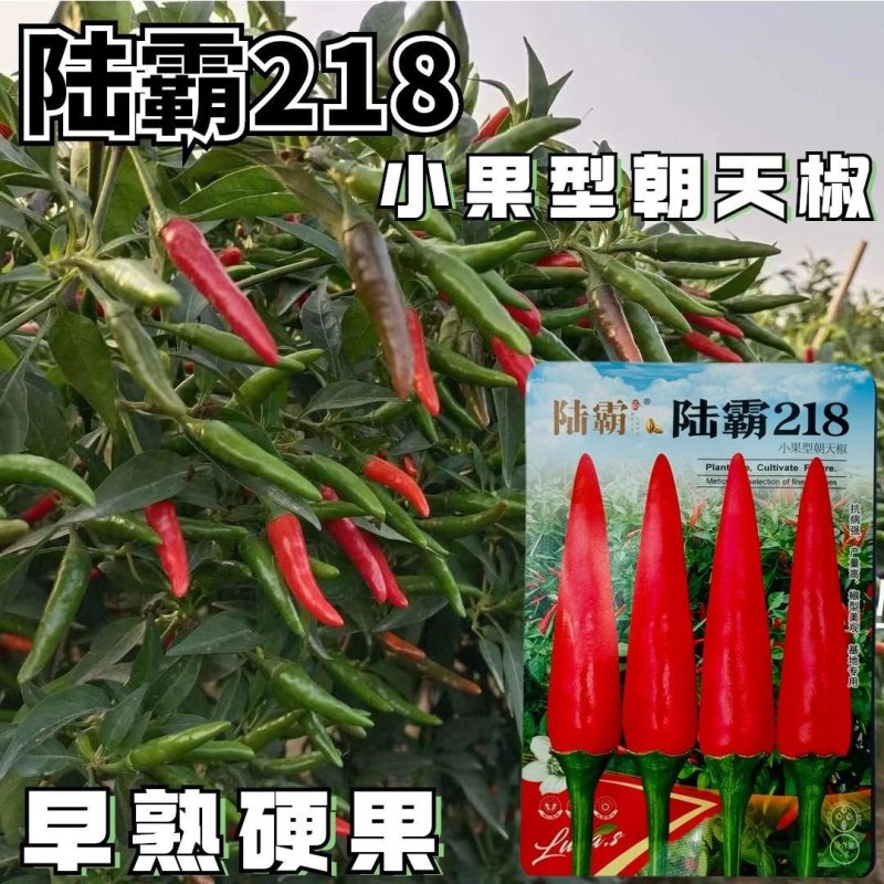 陆霸218小果型朝天椒种子早熟高产抗病果型美观整齐硬度好