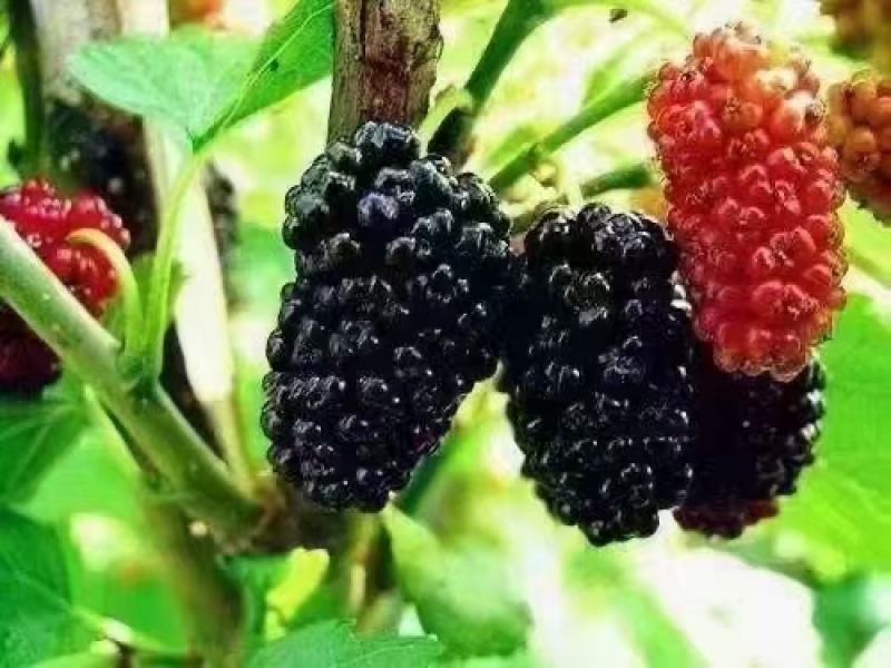 桑葚干