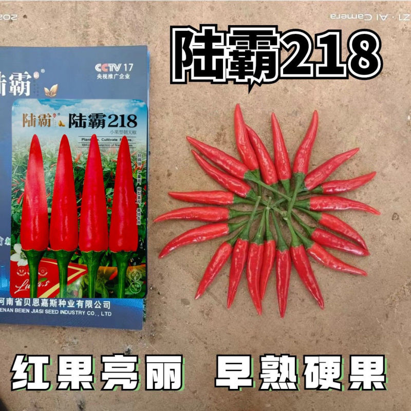 陆霸218小果型朝天椒种子早熟高产抗病果型美观整齐硬度好