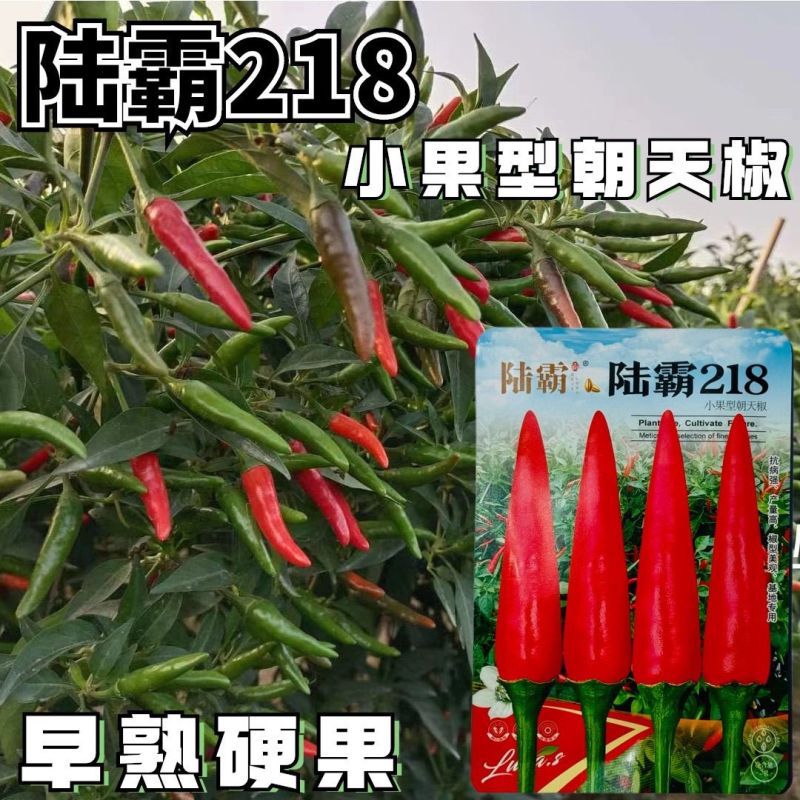陆霸218小果型朝天椒种子早熟高产抗病果型美观整齐硬度好