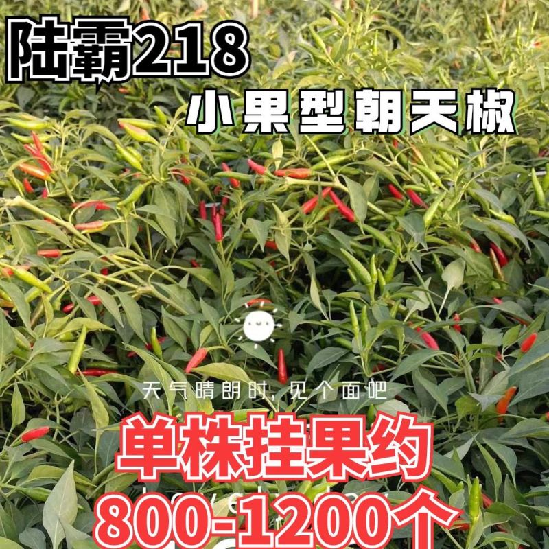 陆霸218小果型朝天椒种子早熟高产抗病果型美观整齐硬度好