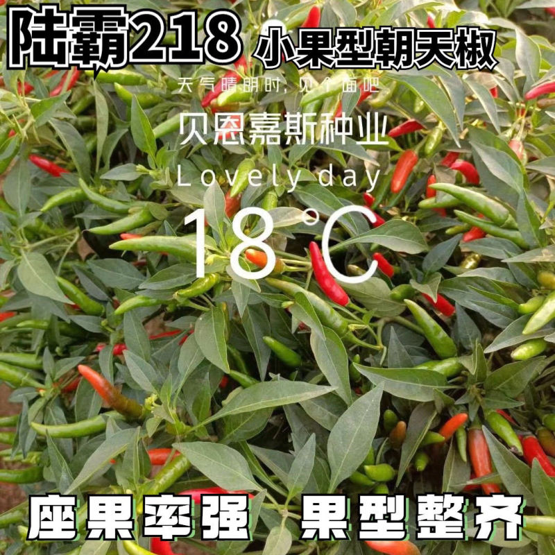陆霸218小果型朝天椒种子早熟高产抗病果型美观整齐硬度好