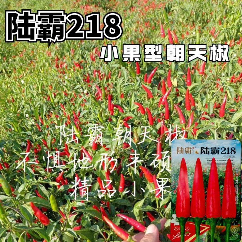 陆霸218小果型朝天椒种子早熟高产抗病果型美观整齐硬度好