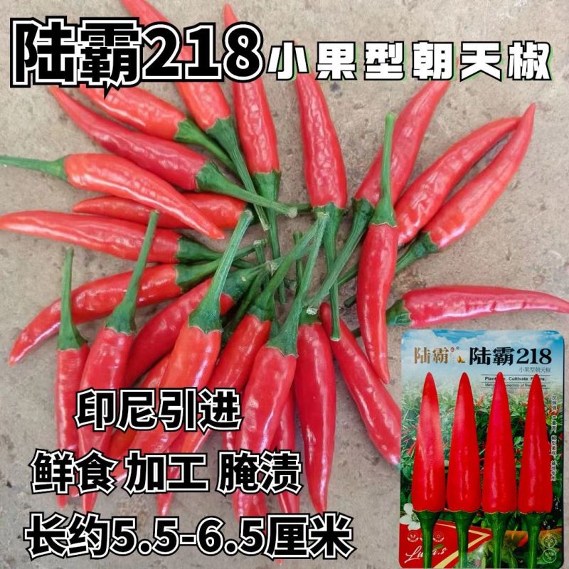 陆霸218小果型朝天椒种子早熟高产抗病果型美观整齐硬度好