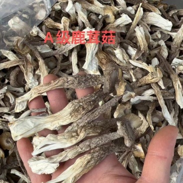 A级鹿茸茹，一件10斤。开展销会，摆地摊畅销产品。