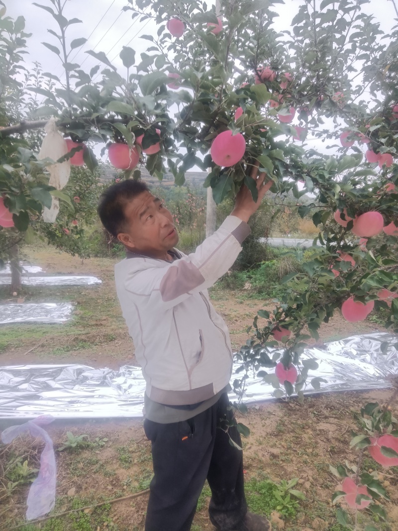 富士鲜果量足脆甜耐储运